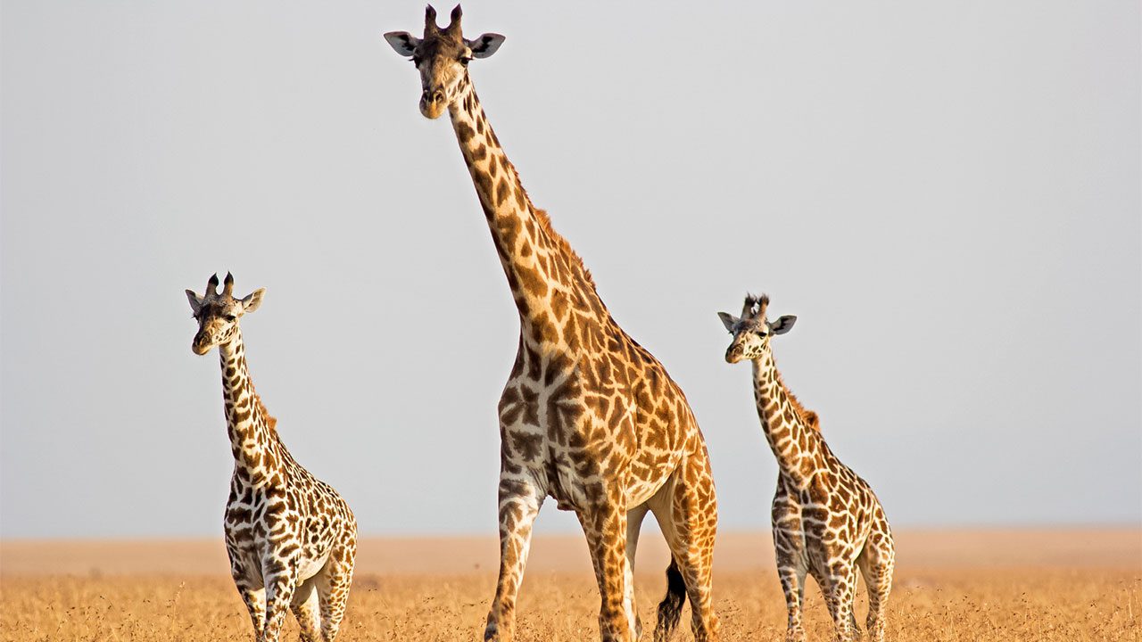 🦒 I Bet You Can’t Spell the Names of 10/20 of These Common Animals Giraffe