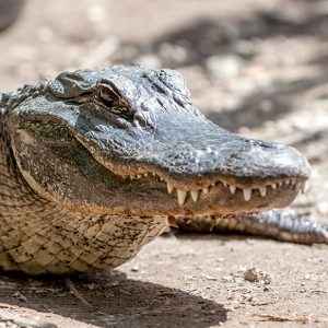 This Strange Animal Facts Quiz Gets Harder With Each Question — Can You Get 10/15? Alligator
