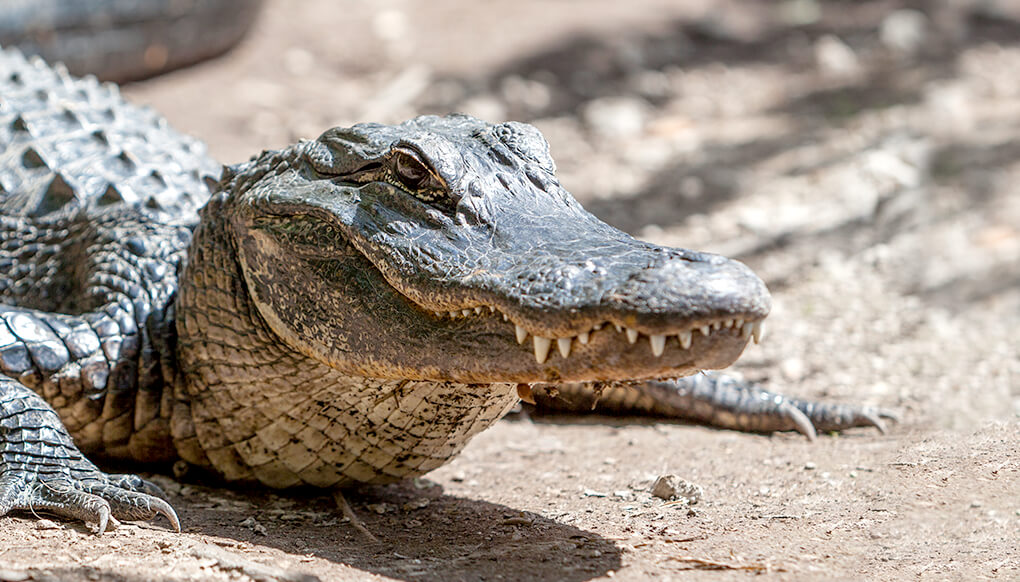 🦒 I Bet You Can’t Spell the Names of 10/20 of These Common Animals Alligator