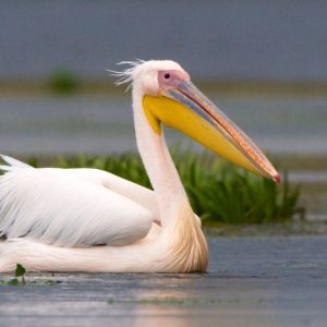 Can We Accurately Guess Your Zodiac Element Just by the Team of Animals You Build? Pelican