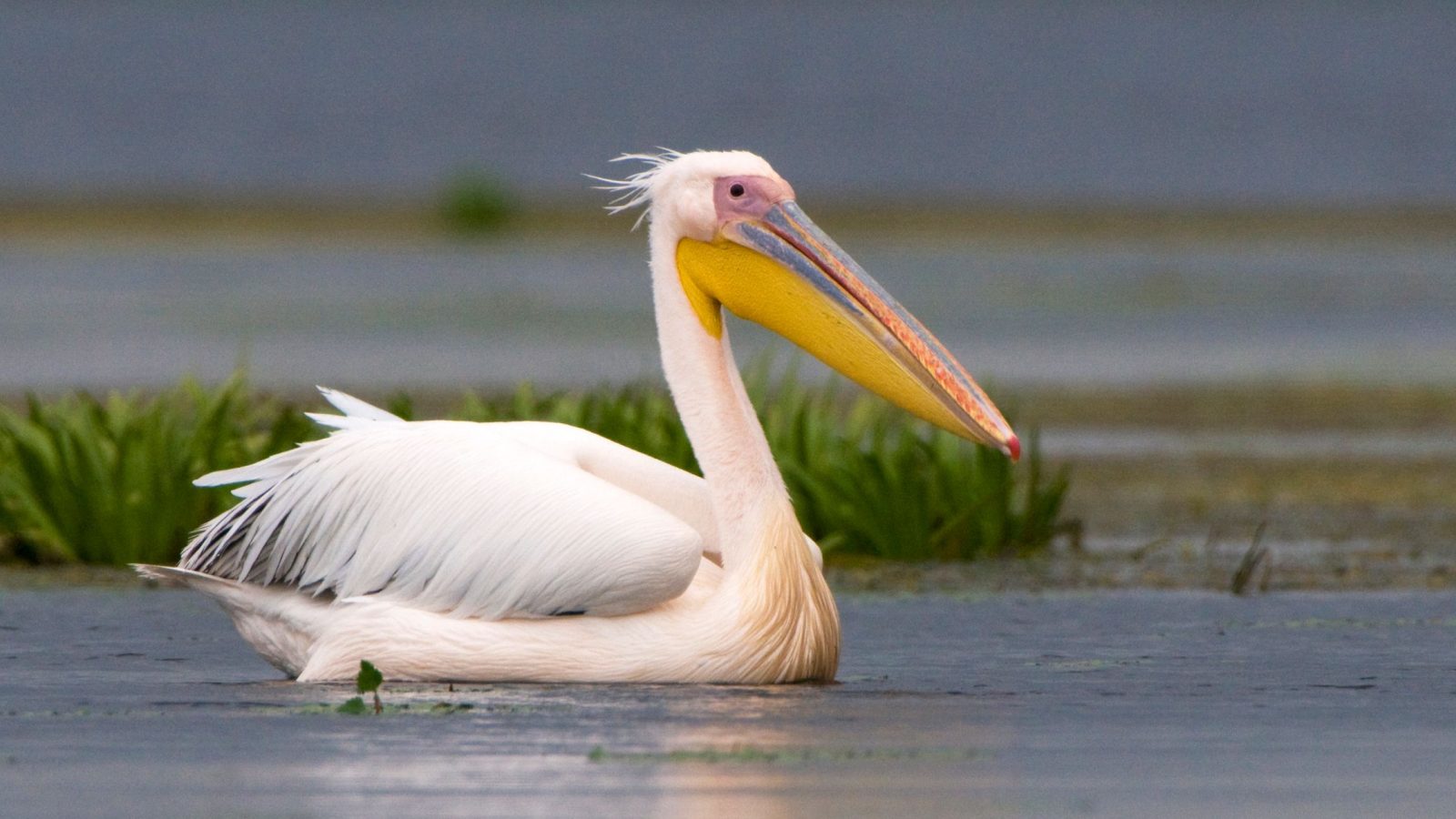 🦒 I Bet You Can’t Spell the Names of 10/20 of These Common Animals Pelican
