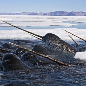 Can We Accurately Guess Your Zodiac Element Just by the Team of Animals You Build? Narwhal
