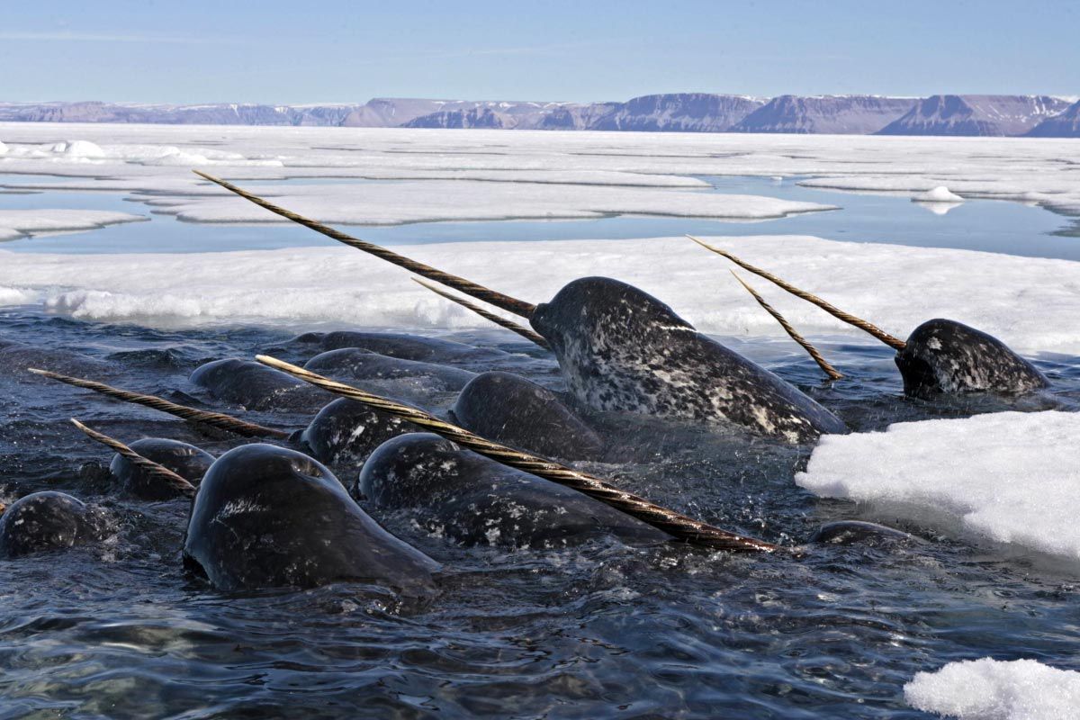 🦒 I Bet You Can’t Spell the Names of 10/20 of These Common Animals Narwhal