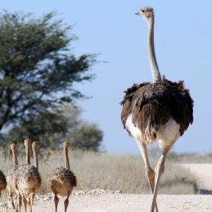 Passing This Animal Kingdom Quiz Is the Only Proof You Need to Show You’re the Smart Friend Ostriches