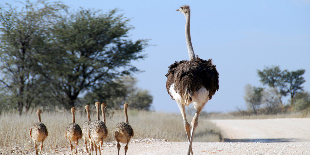 🦒 I Bet You Can’t Spell the Names of 10/20 of These Common Animals Ostrich And Chicks