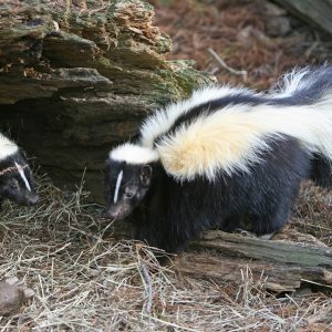 Pick Strongest Among Things To Know Your Greatest Stren… Quiz Skunk