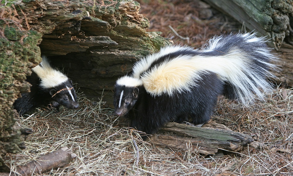 🦒 I Bet You Can’t Spell the Names of 10/20 of These Common Animals Skunk