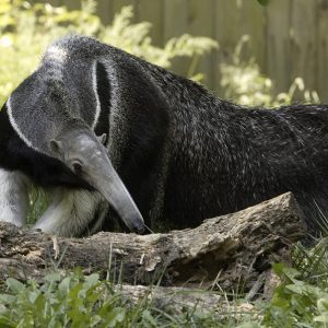Can We Accurately Guess Your Zodiac Element Just by the Team of Animals You Build? Anteater