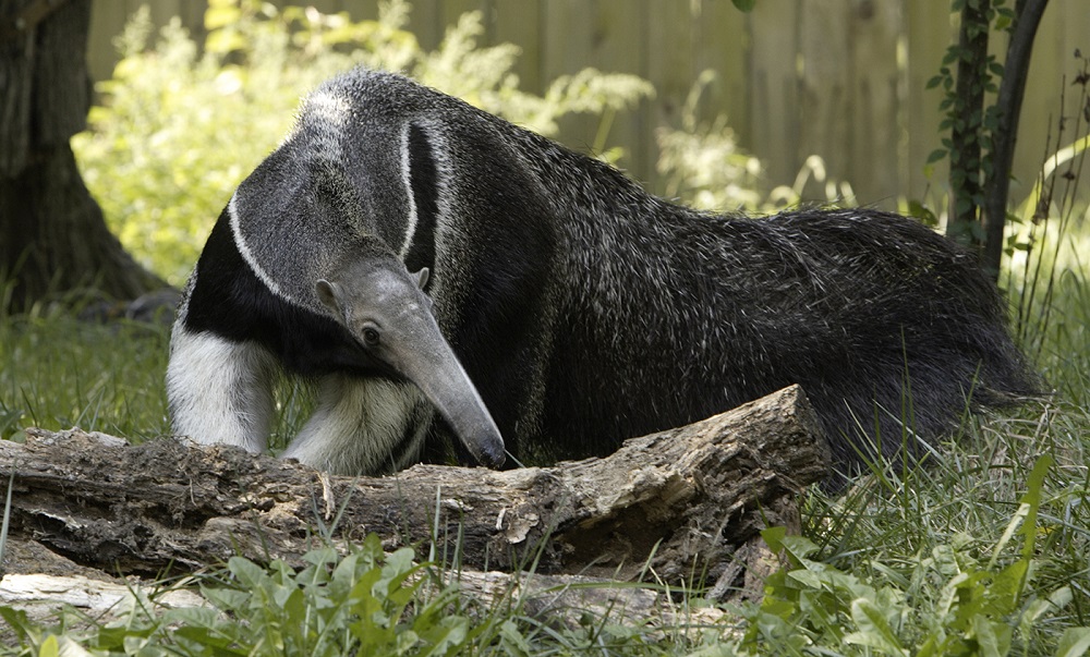 🦒 I Bet You Can’t Spell the Names of 10/20 of These Common Animals Anteater
