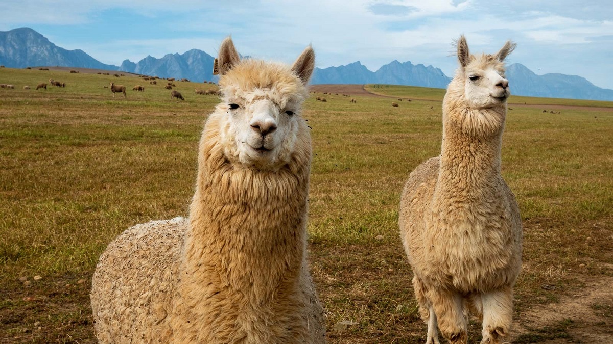 🦒 I Bet You Can’t Spell the Names of 10/20 of These Common Animals Llama