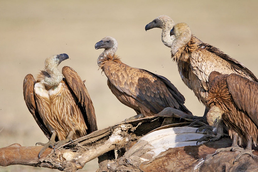 🦒 I Bet You Can’t Spell the Names of 10/20 of These Common Animals Vultures