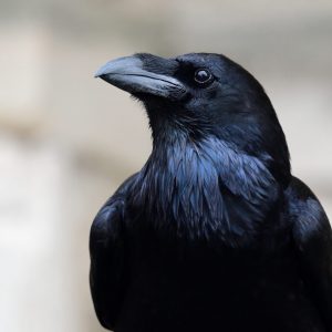 Passing This Animal Kingdom Quiz Is the Only Proof You Need to Show You’re the Smart Friend Ravens