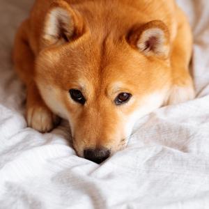 If You Want to Know the Number of 👶🏻 Kids You’ll Have, Choose Some 🐶 Dogs to Find Out Shiba Inu