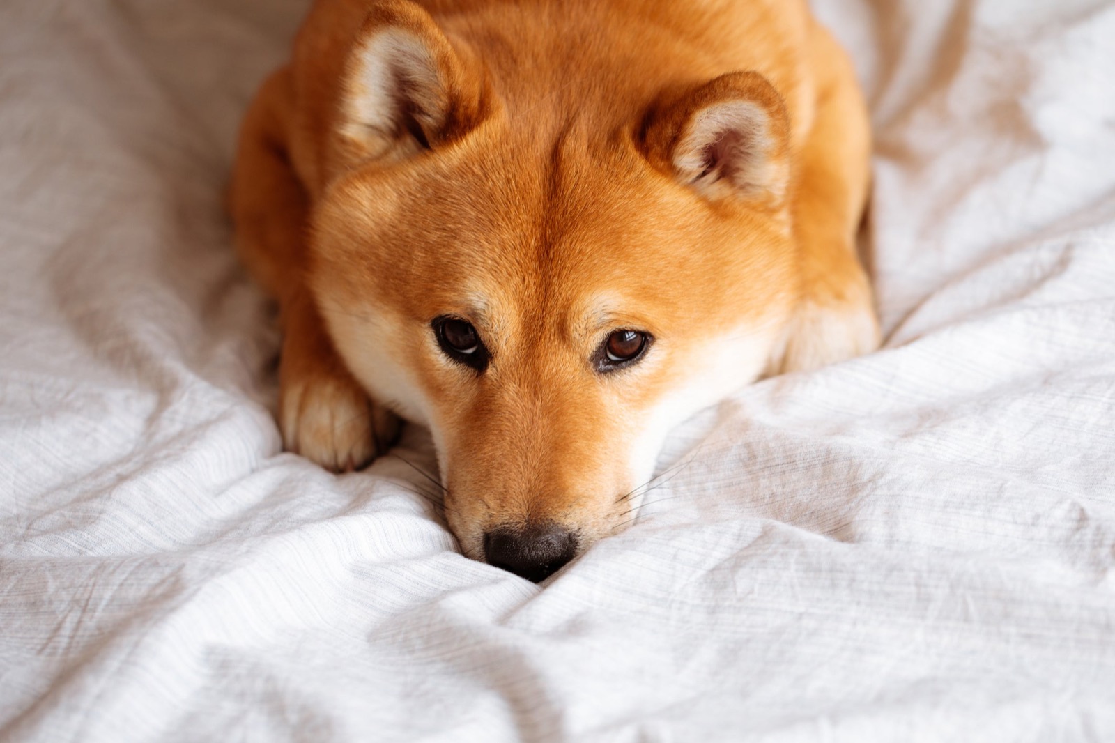 Which Young Adult Book Are You? Shiba Inu Dog Pet