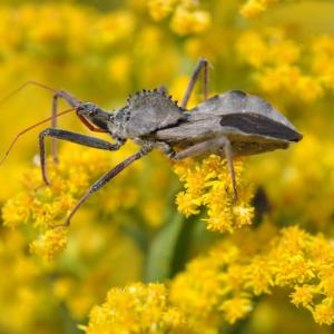 2020 Was a Year Like No Other — How Well Do You Remember It? Assassin bug