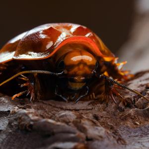 2020 Was a Year Like No Other — How Well Do You Remember It? Giant burrowing cockroach