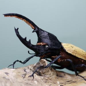 2020 Was a Year Like No Other — How Well Do You Remember It? Hercules beetle