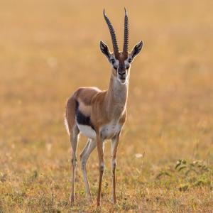Passing This Animal Kingdom Quiz Is the Only Proof You Need to Show You’re the Smart Friend Thomson\'s gazelle