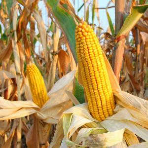 June Trivia Quiz Corn