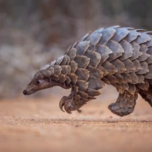 This Strange Animal Facts Quiz Gets Harder With Each Question — Can You Get 10/15? Giant pangolins