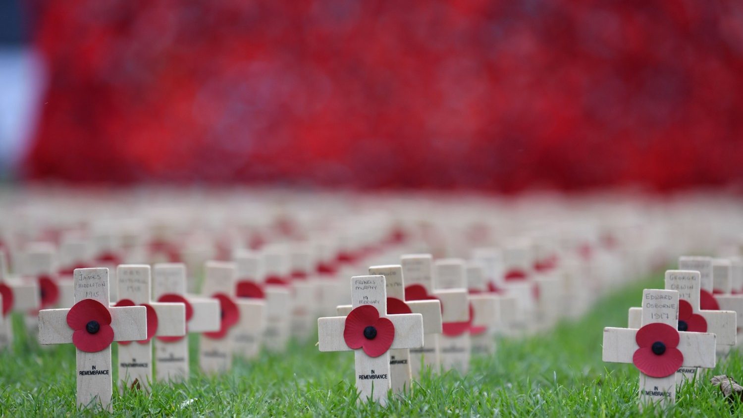 Armistice Day Veterans Poppy