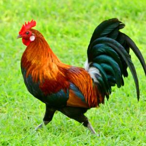 Winter A-Z Quiz Rooster