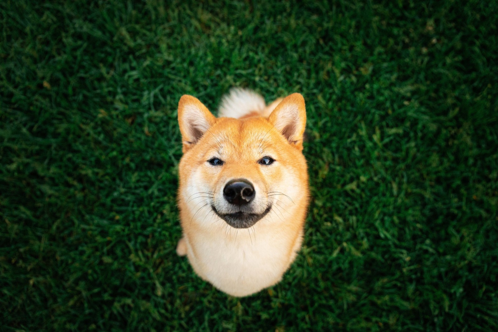 This Dog Trivia Quiz Will Separate the 🐶 Pups from the Top Dogs 🐕 – Are You Ready to Play? Shiba Inu Dog Pet