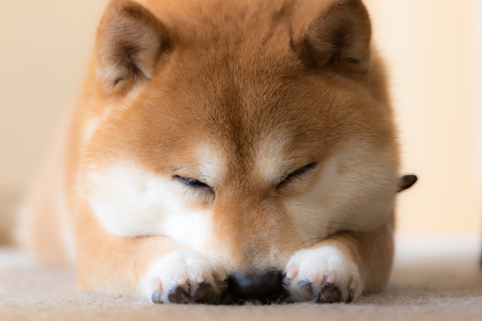 People With Exceptionally High IQ Will Find This 20-Question Mixed Knowledge Test Exceptionally Easy Sleeping Shiba Inu Dog Pet