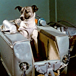 If You Get 12 On This Quiz, You Are A Space Race Expert Laika