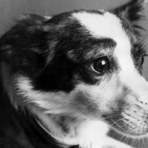 If You Get 12 On This Quiz, You Are A Space Race Expert Strelka
