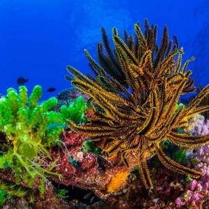 Are You One Of 25% Who Can Get 11 On This Geography Quiz? Natural Park of the Coral Sea