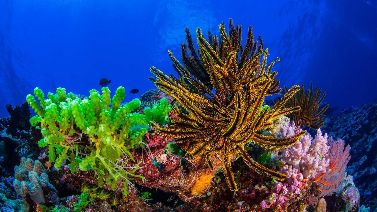 Ocean Or Sea Trivia Quiz Coral Sea