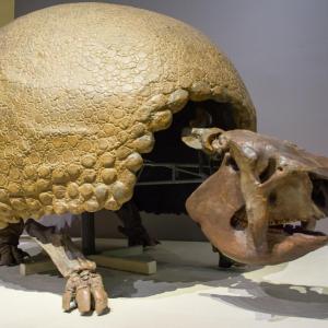 Are You Smart Enough To Pass This 🧊 Ice Age Quiz? Yepes\'s mulita