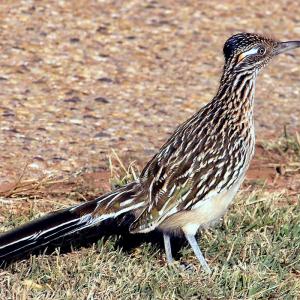 Desert Trivia Quiz Roadrunner