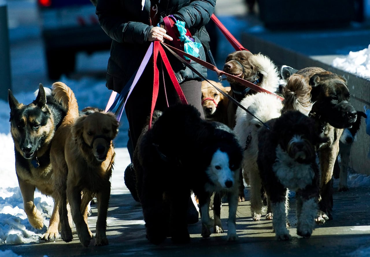 You made it through one day. I Bet You Can‘t Spend A Day As A Dog Walker Without Getting Fired I Bet You Can’t Spend a Day as a 🐕 Dog Walker Without Getting Fired