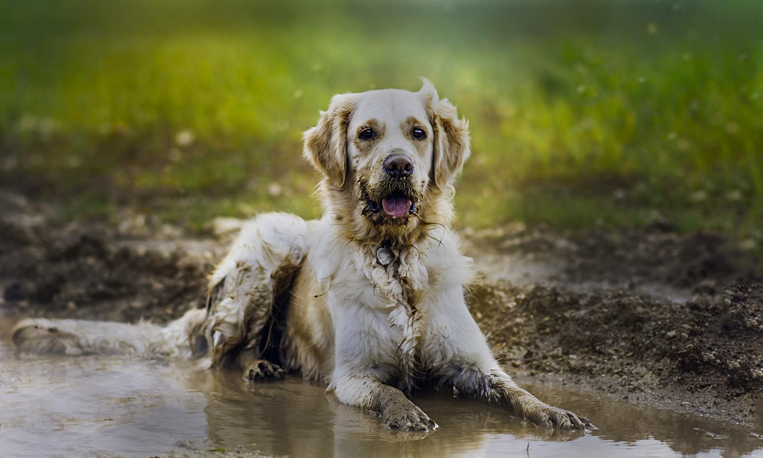I Bet You Can’t Spend a Day as a 🐕 Dog Walker Without Getting Fired Dirty Muddy Dog