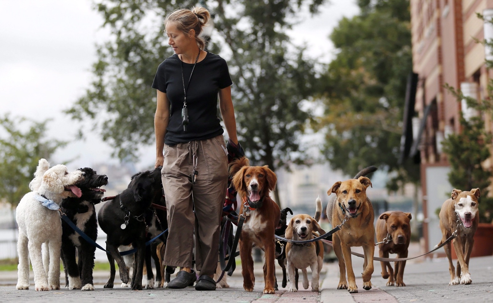 You did great! I Bet You Can’t Spend a Day as a 🐕 Dog Walker Without Getting Fired