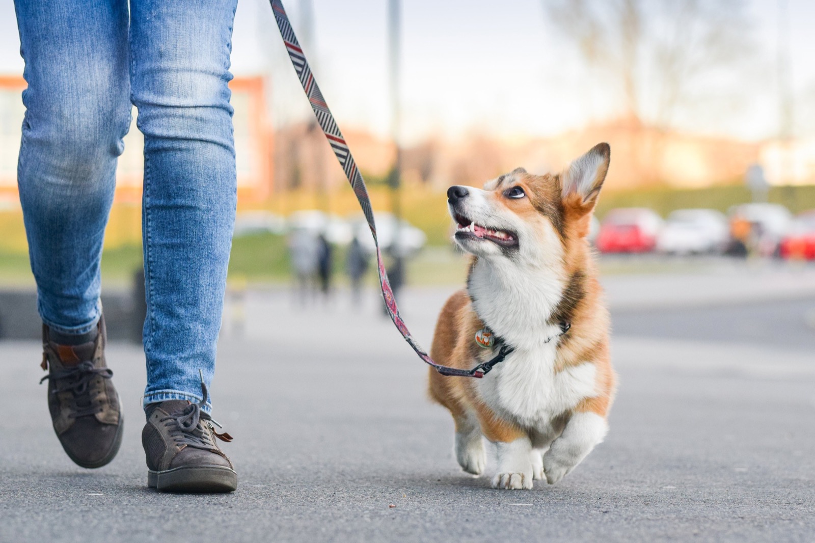 We Know How Relaxed You Are by Self-Care Activities You… Quiz Walking Dog Pet