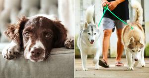 I Bet You Can't Spend Day as Dog Walker Without Getting… Quiz