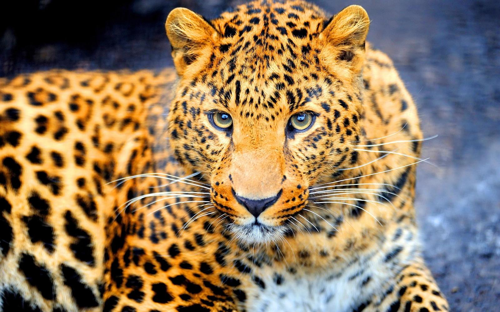 Can You Identify at Least 30/40 of These 🐯 Wild Cat Species 🦁? Jaguar Large Cat