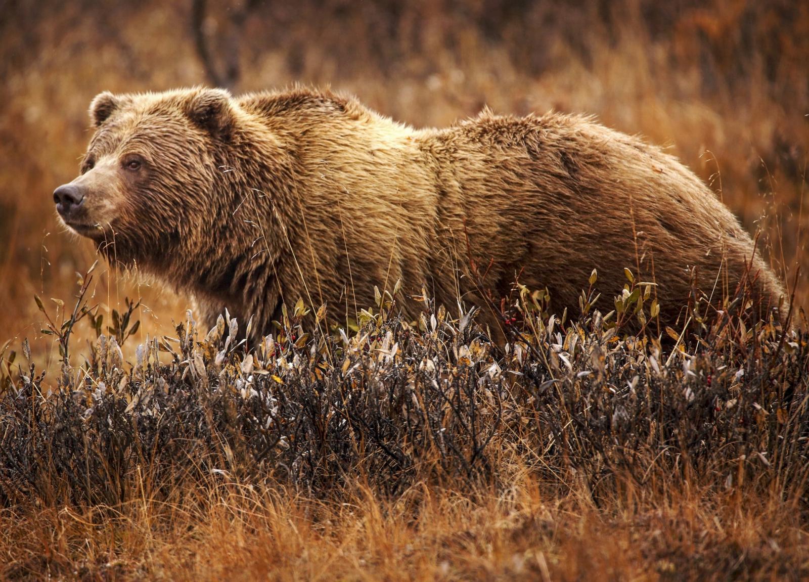 🐻 Can You Identify These US States Based on Their Official Animals? Grizzlybearjeanbeaufort