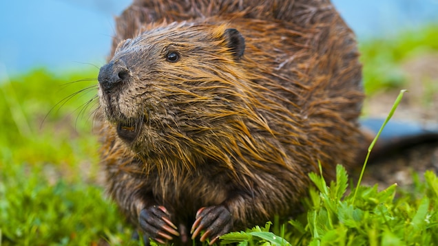 🐻 Can You Identify These US States Based on Their Official Animals? Beaver Closeup