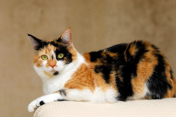 🐻 Can You Identify These US States Based on Their Official Animals? Calico Cat.jpg.optimal