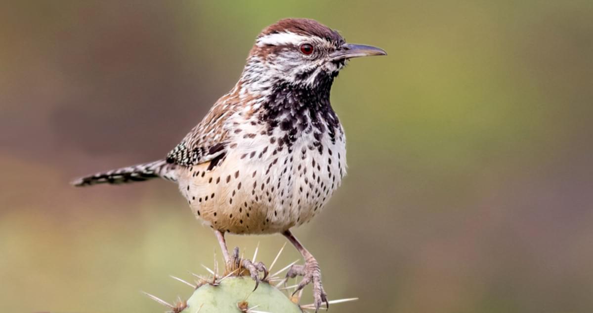 🐻 Can You Identify These US States Based on Their Official Animals? Cactus Wren