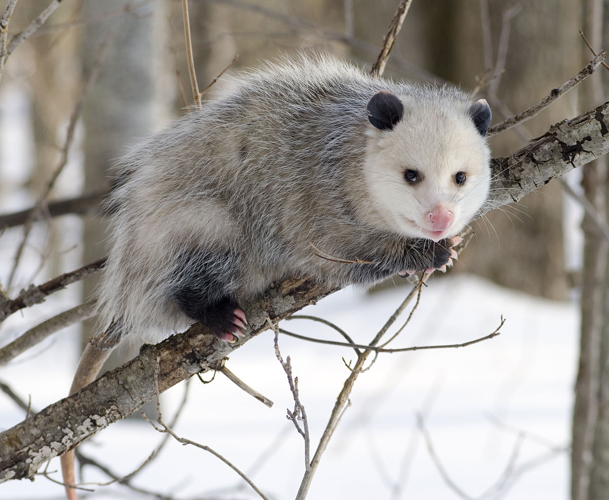 🐻 Can You Identify These US States Based on Their Official Animals? Virginia Opossum