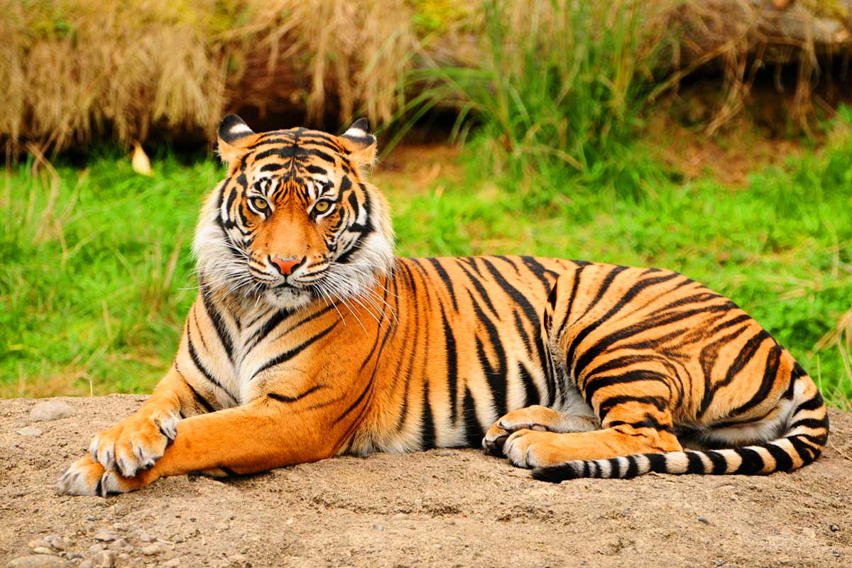 Most People Can’t Match 16/24 of These National Animals to Their Country on a Map – Can You? Bengal Tiger