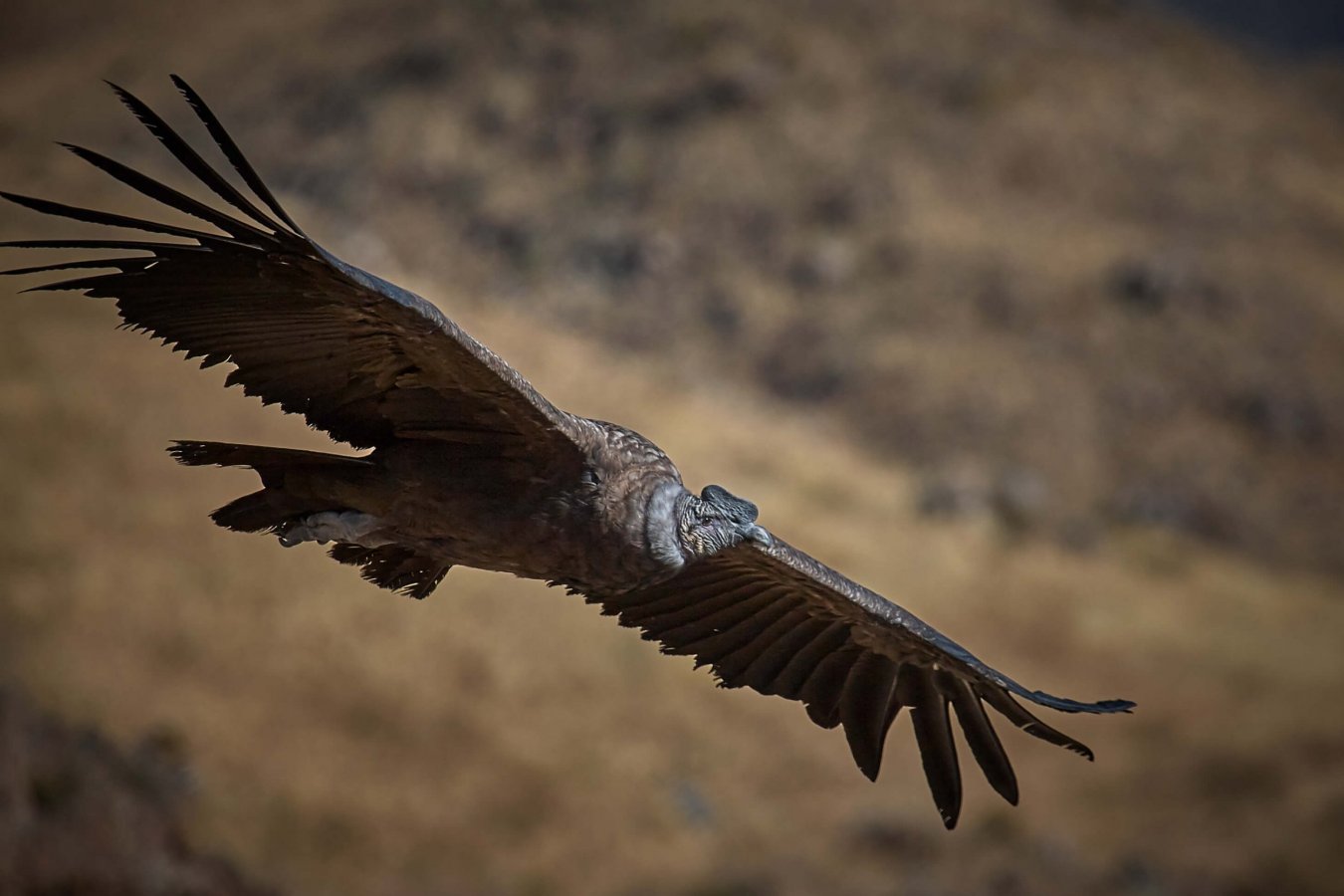 Most People Can’t Match 16/24 of These National Animals to Their Country on a Map – Can You? Andean condor
