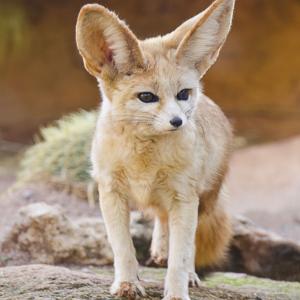 Alphabet Animals Pet Quiz Fennec fox