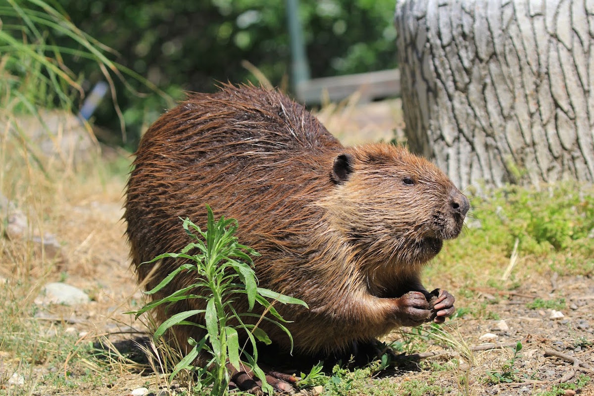 Most People Can’t Match 16/24 of These National Animals to Their Country on a Map – Can You? North American beaver