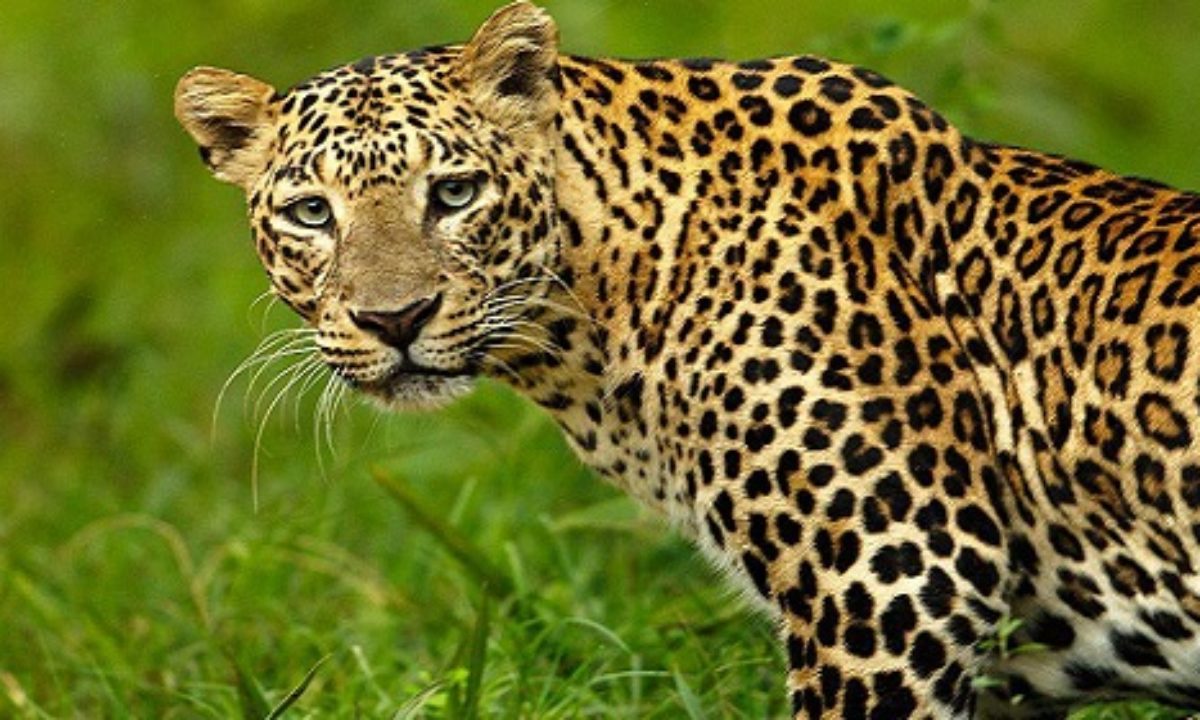 Most People Can’t Match 16/24 of These National Animals to Their Country on a Map – Can You? Leopard